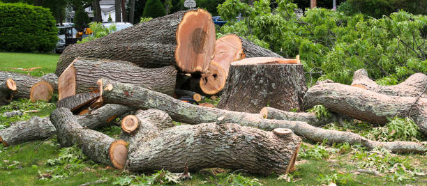 How Our Tree Care Process Works  in  Glenns Ferry, ID